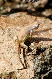 Saguaro Lizard