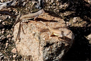 Saguaro Lizard