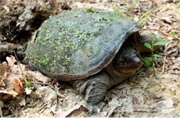 snapping turtle laying eggs