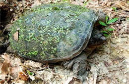 snapping turtle laying eggs