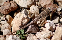 Crotaphytus nebrius - Sonoran Collared Lizard