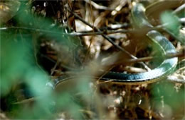 Masticophis bilineatus - Sonoran Whipsnake