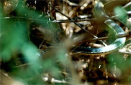 Masticophis bilineatus - Sonoran Whipsnake