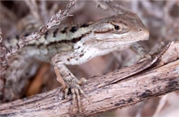 Sceloporus olivaceus - Texas Spiny Lizard