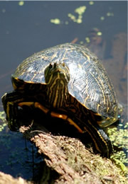 turtle on a log