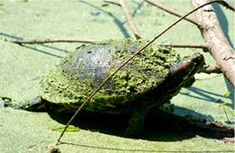 turtle covered in algae