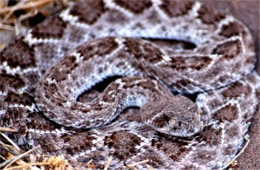 Crotelus atrox - Western Diamondback Rattlesnake