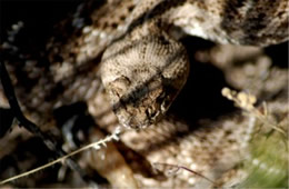 Crotelus atrox - Western Diamondback Rattlesnake