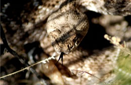 Crotelus atrox - Western Diamondback Rattlesnake