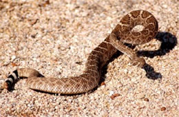 Crotelus atrox - Western Diamondback Rattlesnake