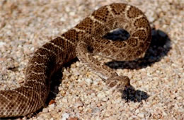 Crotelus atrox - Western Diamondback Rattlesnake