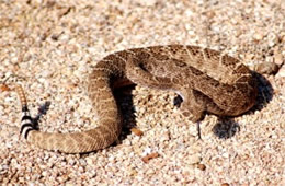 Crotelus atrox - Western Diamondback Rattlesnake