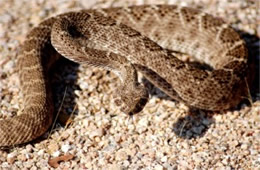 Crotelus atrox - Western Diamondback Rattlesnake