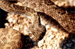 Crotelus atrox - Western Diamondback Rattlesnake