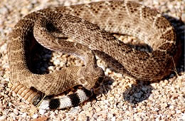Crotelus atrox - Western Diamondback Rattlesnake
