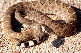 Crotelus atrox - Western Diamondback Rattlesnake