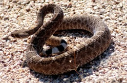 Crotelus atrox - Western Diamondback Rattlesnake