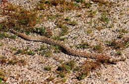 Crotelus atrox - Western Diamondback Rattlesnake