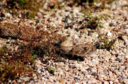 Crotelus atrox - Western Diamondback Rattlesnake