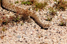 Crotelus atrox - Western Diamondback Rattlesnake