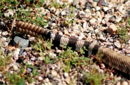 Crotelus atrox - Western Diamondback Rattlesnake