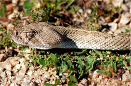 Crotelus atrox - Western Diamondback Rattlesnake