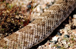 Crotelus atrox - Western Diamondback Rattlesnake