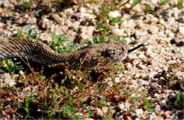 Crotelus atrox - Western Diamondback Rattlesnake