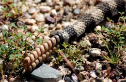 Crotelus atrox - Western Diamondback Rattlesnake