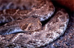 Crotelus atrox - Western Diamondback Rattlesnake