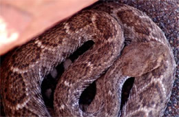 Crotelus atrox - Western Diamondback Rattlesnake