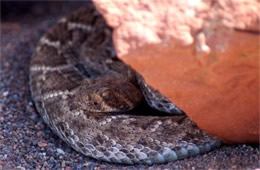 Crotelus atrox - Western Diamondback Rattlesnake