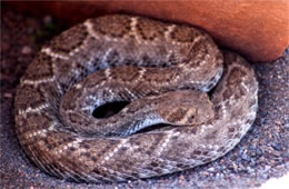 Crotelus atrox - Western Diamondback Rattlesnake
