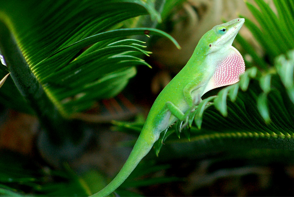 cuban anole lizard