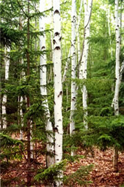 aspen forest