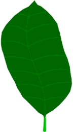 Plant Leaf Drawing