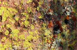 Desert Crustose Lichens
