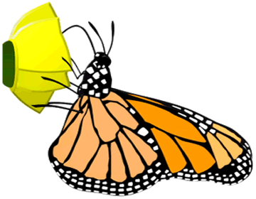 Monarch Butterfly Adult
