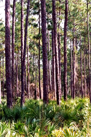 Pine and Palmetto Forest