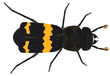 Sextn Beetle
