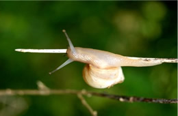 land snail