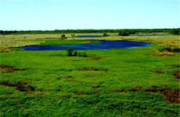 Wetland Marsh