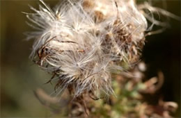 wind spread seeds