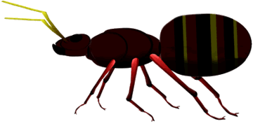 Carpenter Ant Side View