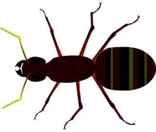 Carpenter Ant Drawing Top View