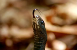 Coluber constrictor - Eastern Black Racer