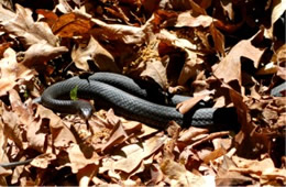 Coluber constrictor - Eastern Black Racer