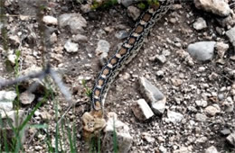 Pituophis catenifer sayi - Bullsnake