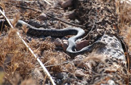 Coluber flagellum - Coachwhip