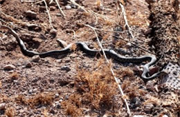 Coluber flagellum - Coachwhip